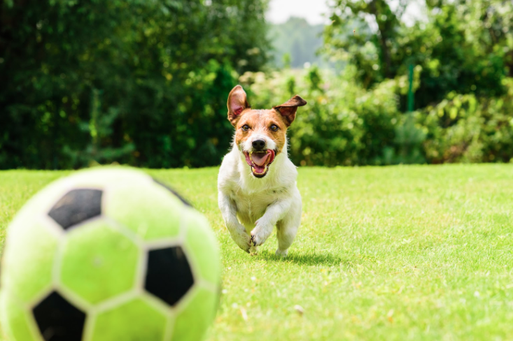 Dog with soccer ball