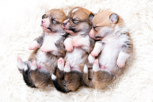 It’s National Puppy Day! 3 Tips for Protecting Furniture from a New Puppy!
