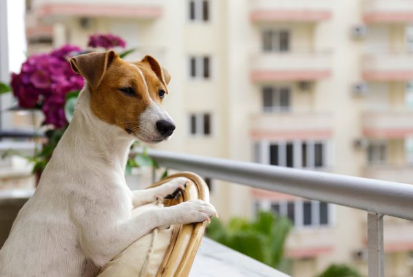 Curious Jack Russell terrier is looking into the distance from a terrace.